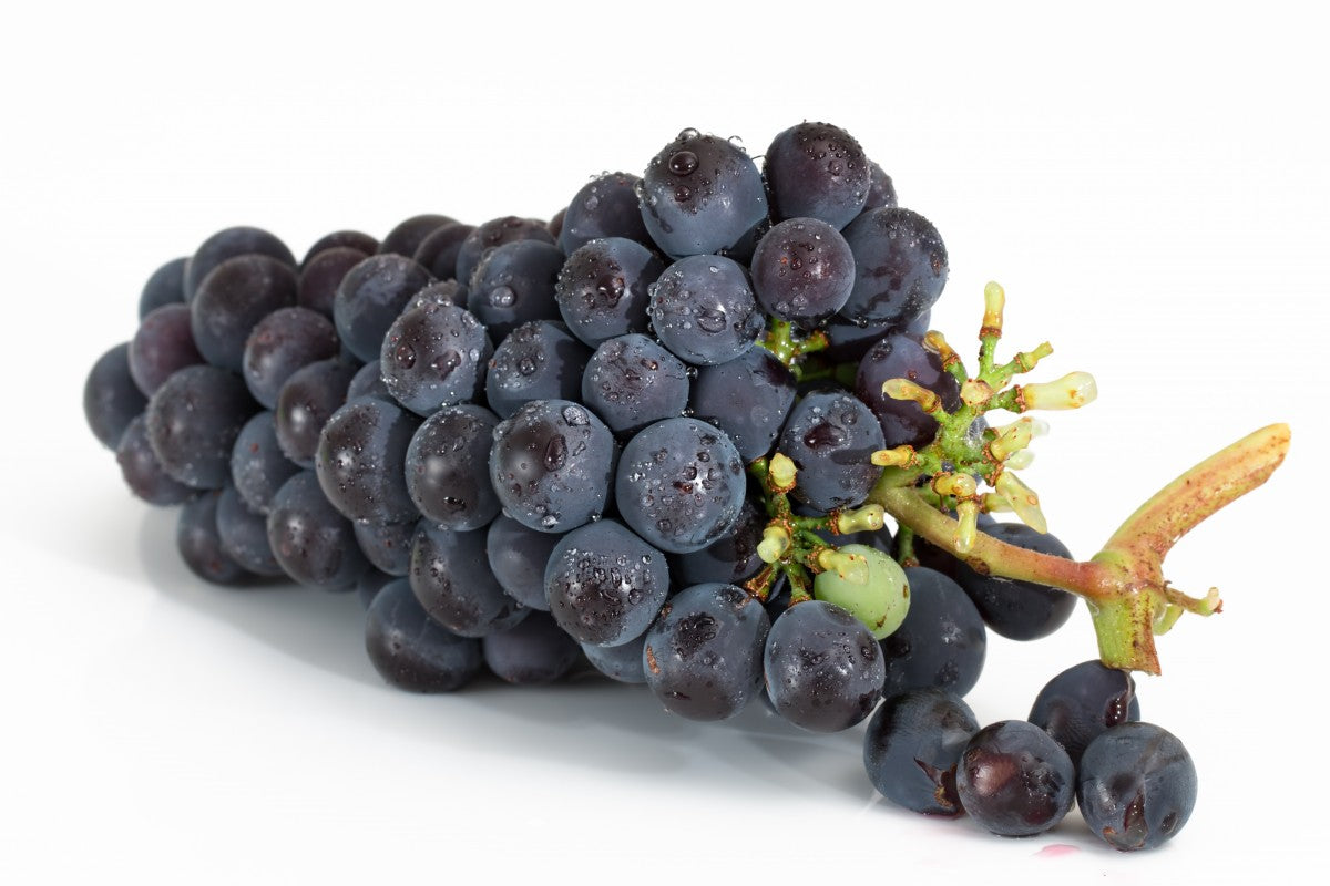 Barbera, caratteristiche e abbinamenti