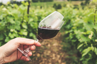 Dal suolo al bicchiere: come il terroir influenza la personalità del vino