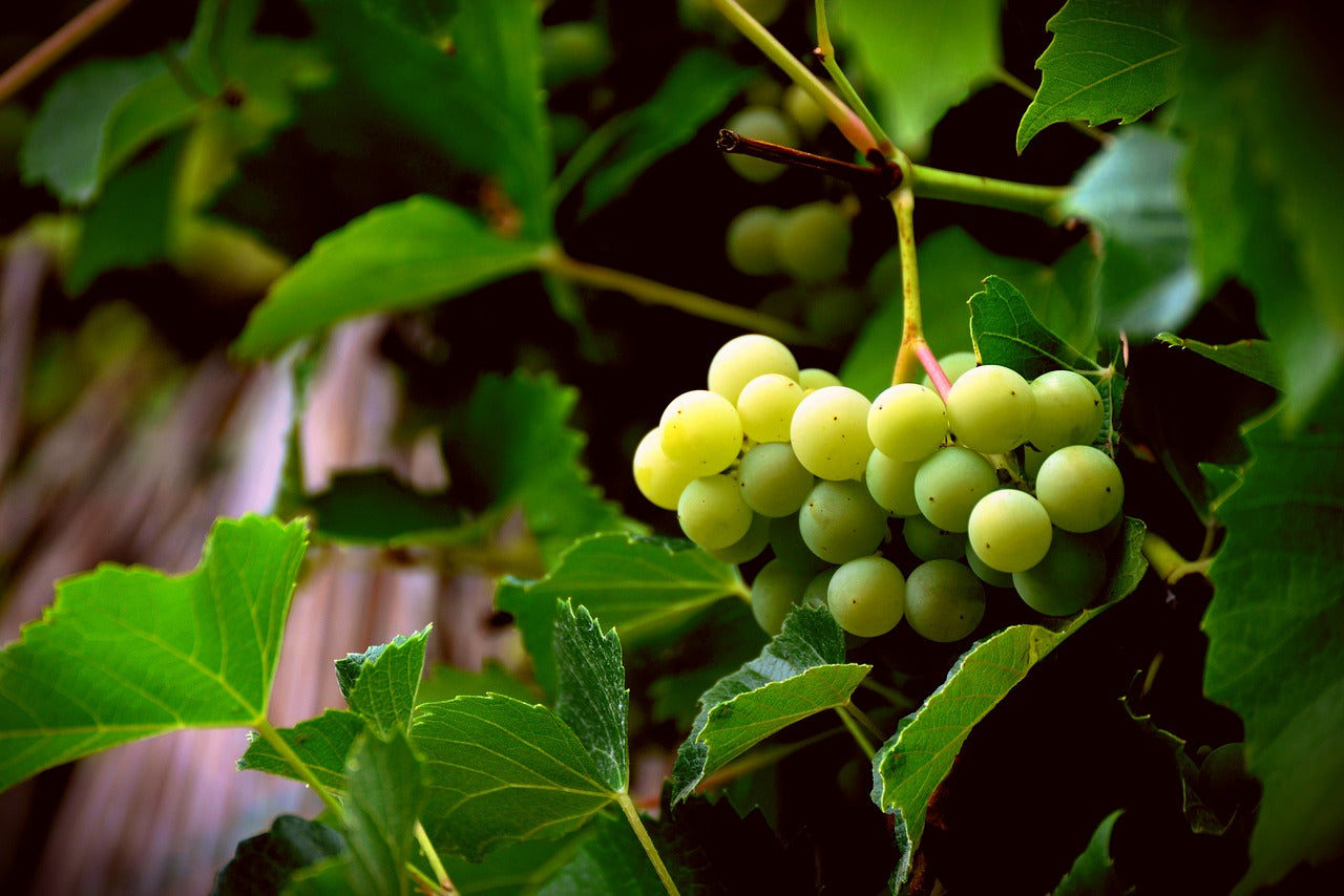 Il vitigno francese Colombard e i suoi vini