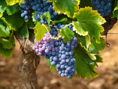Quanti tipi di vitigni ci sono e qual è il più diffuso in Italia